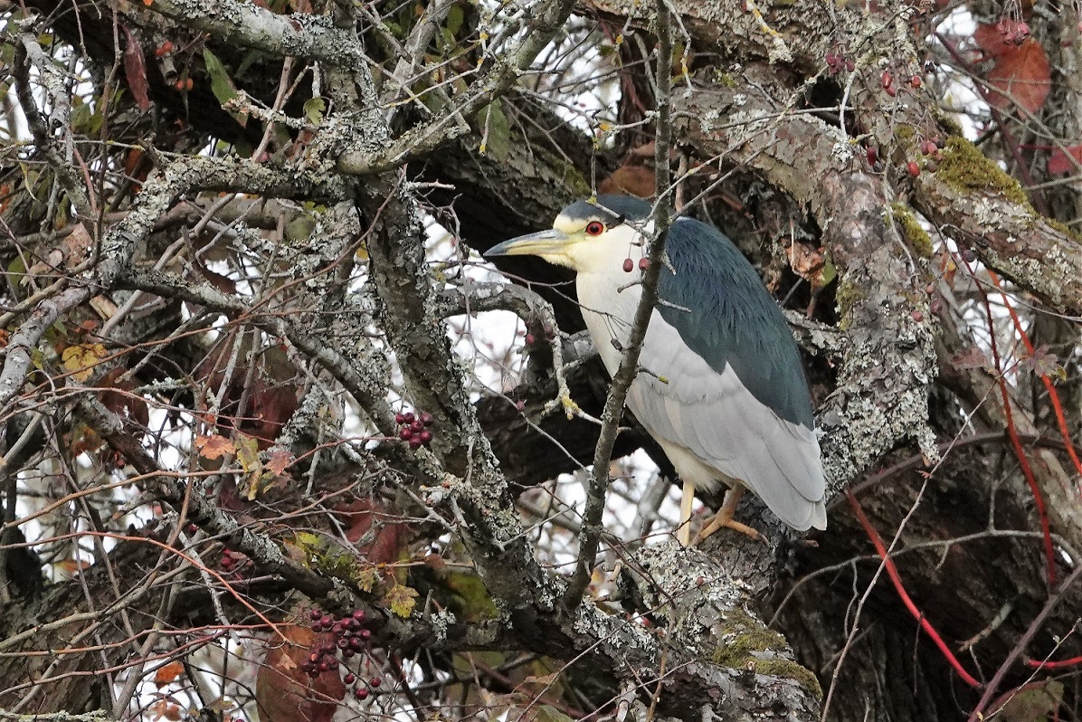 Bihoreau à couronne noire, l'une des trois espèces de hérons trouvées au Reifel Bird Sanctuary. Photo John Geary