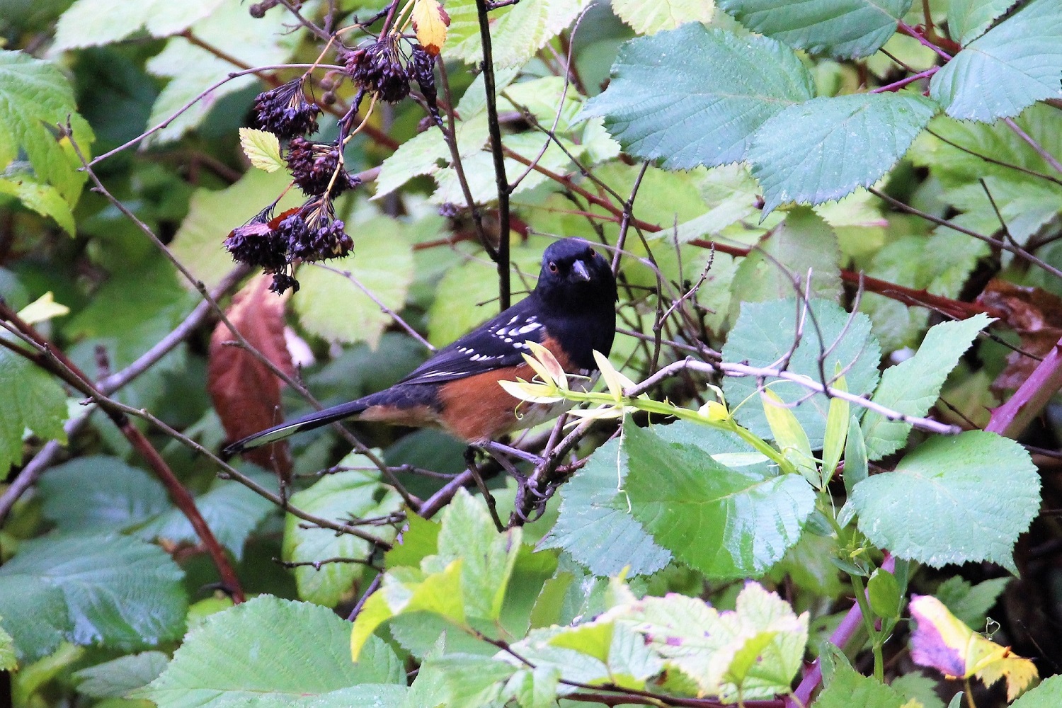 チリワックのヘロンサンクチュアリの茂みに隠れているホシワキアカトウヒチョウ。 写真ジョンギアリー