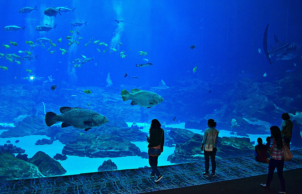 Reiseerlebnisse im Georgia Aquarium verschenken
