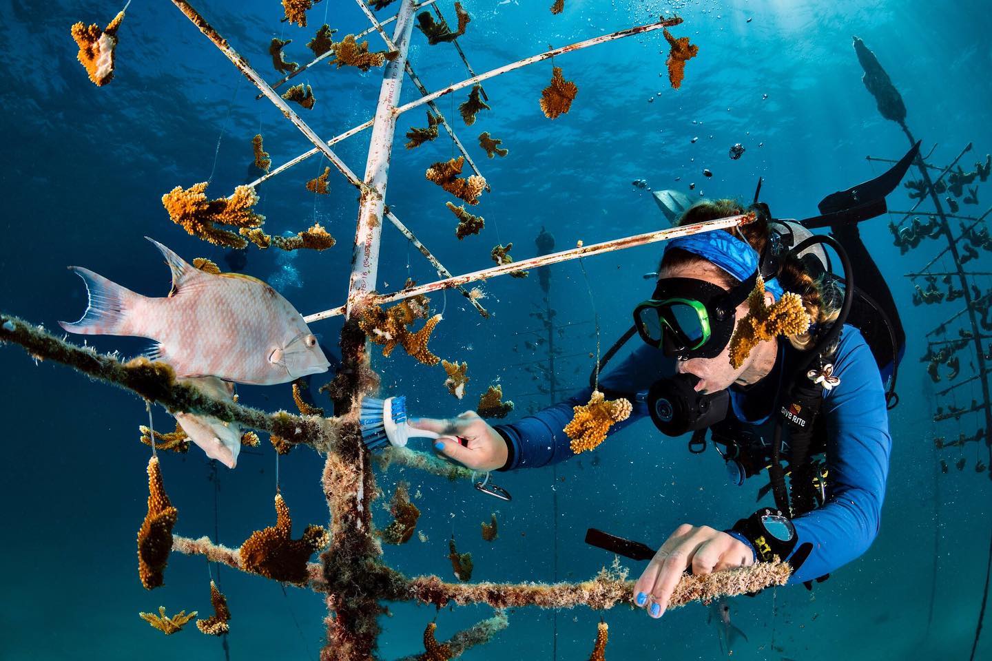 녹색 여행 - Key Largo Corral - Photo Florida Keys