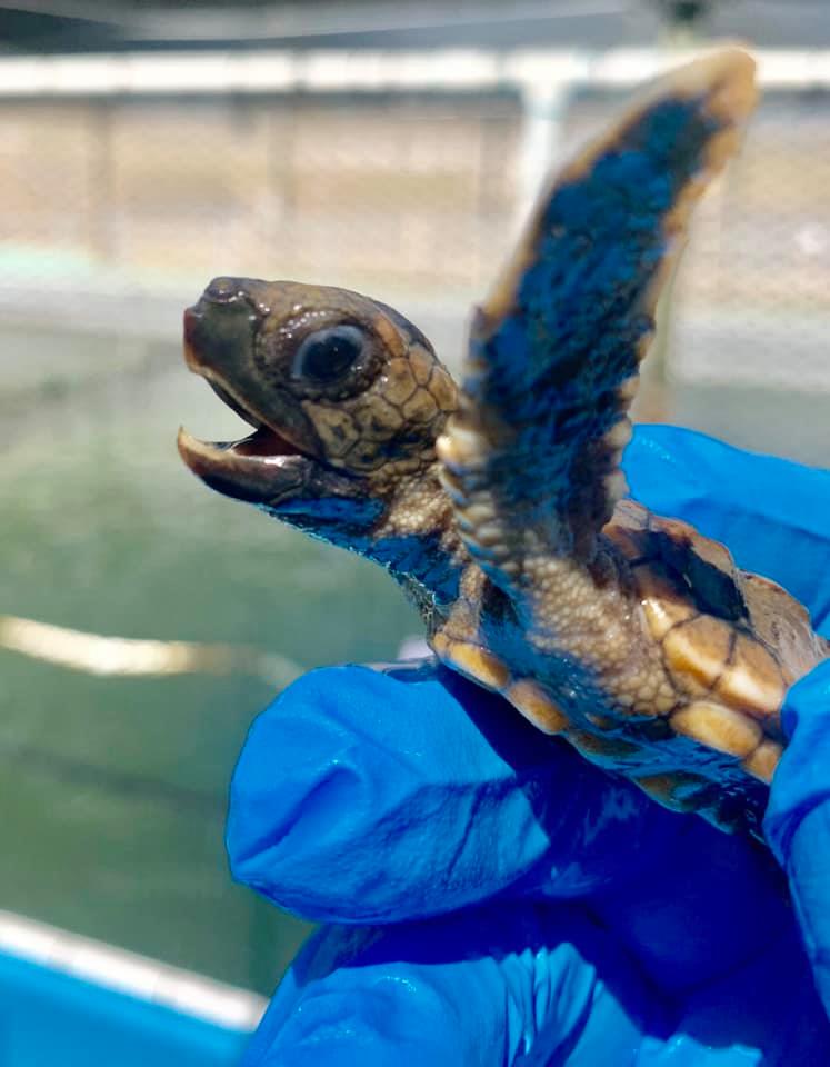 Green travel Marathon Turtle Hospital - Photo Florida Keys