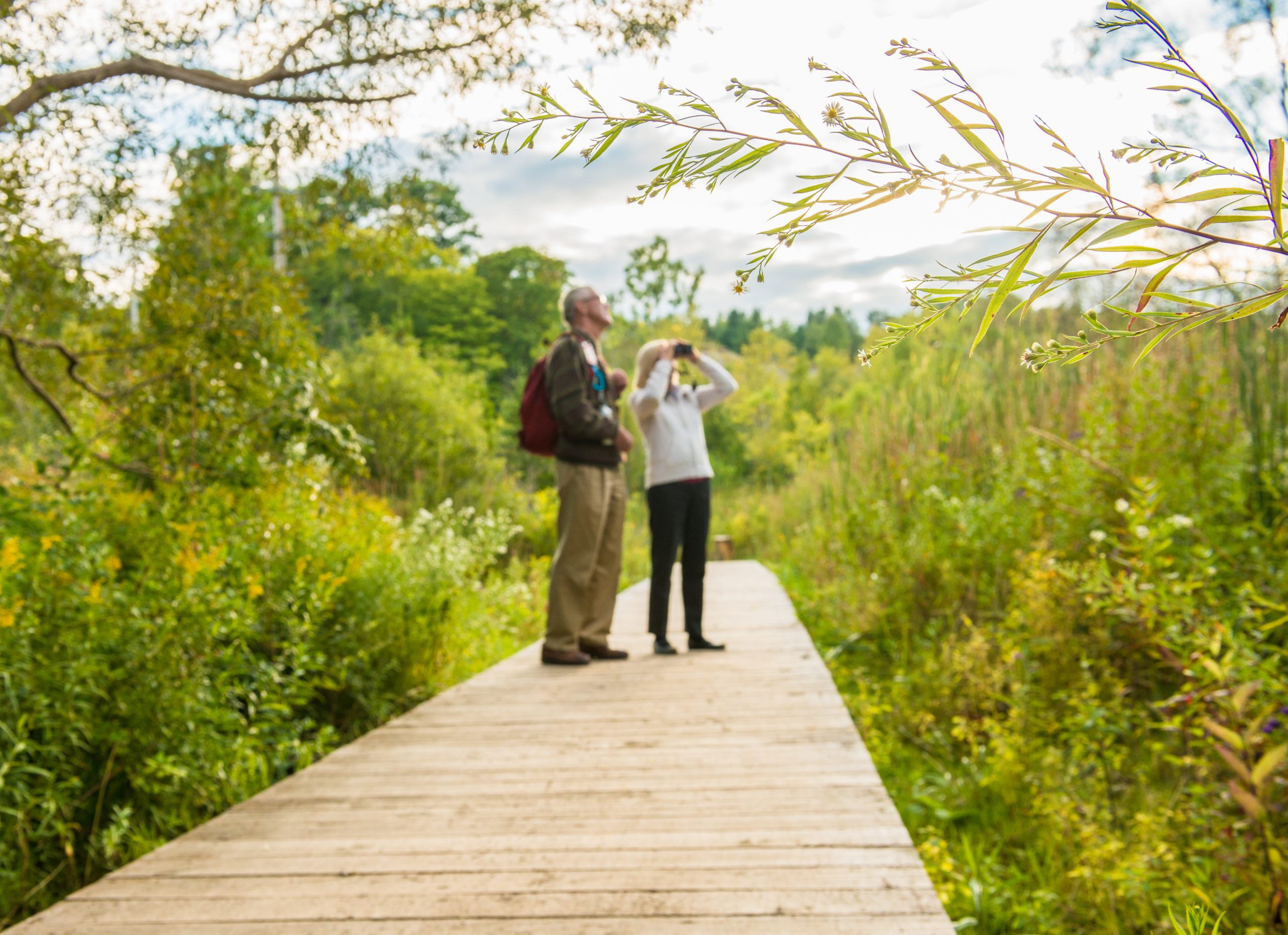 Sentier Orchard, parc urbain national de la Rouge Photo Parcs Canada - Scott Munn