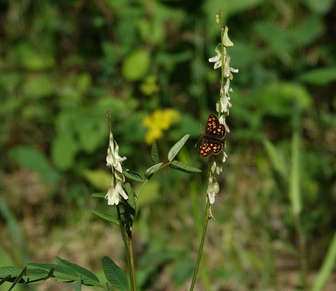 Many Springs Trail A butterfly rests on a cream-coloured vetchling Photo Carol Patterson