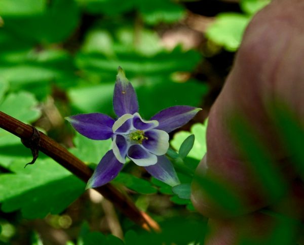 Many Springs Trail Blue columbine Photo Carol Patterson