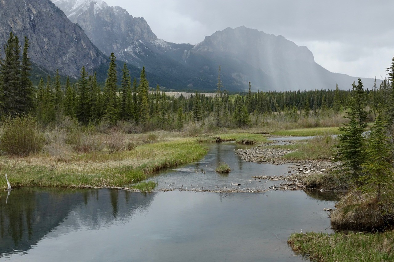 De nombreux signes d'activité de castor sur le sentier Springs sont courants le long du sentier Photo Carol Patterson