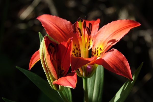 Muchos Springs Trail Lirio de madera occidental Foto Carol Patterson