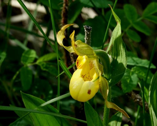 Many Springs Trail Yellow lady’s slipper Photo Carol Patterson