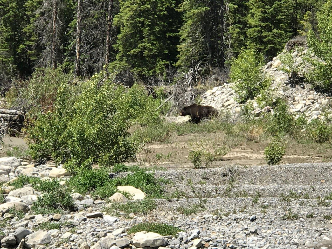 Banff Trail Riders Grizzly Bear across the River