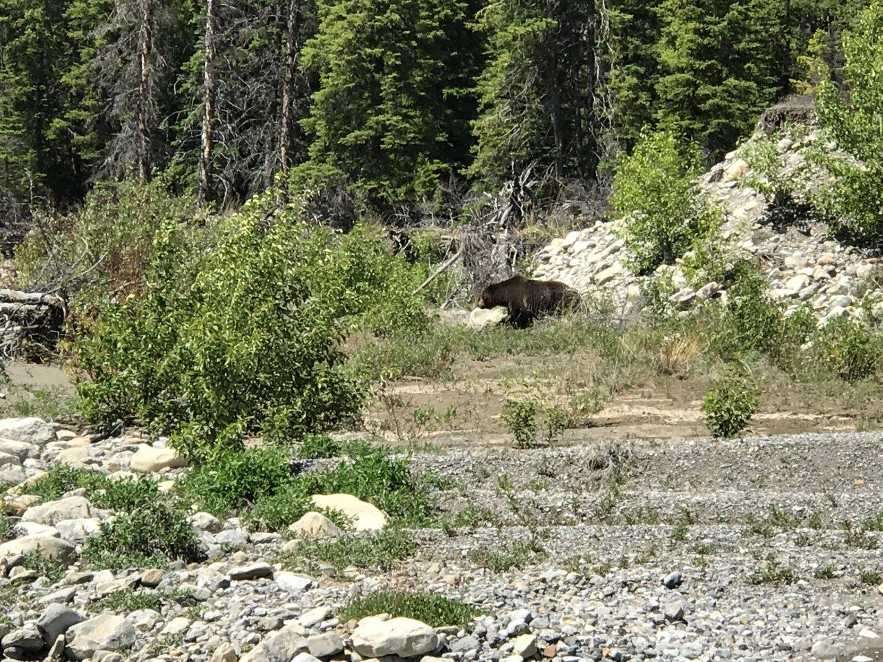 Banff Trail Riders Grizzly Bear al otro lado del río