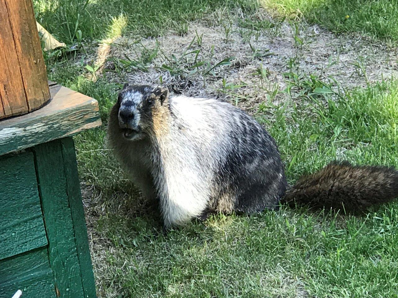 Banff Trail Riders Marmotte