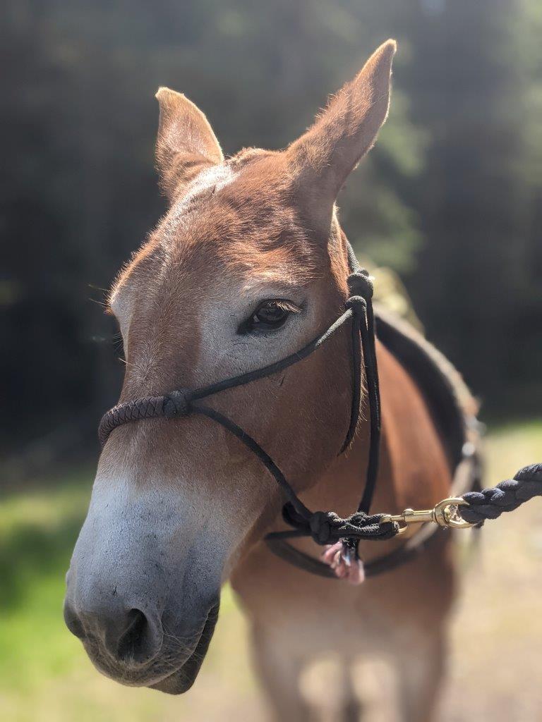 Banff Trail Riders Kate, notre fidèle mule du déjeuner