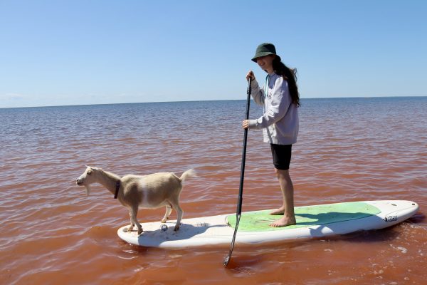 однодневные поездки на остров Принца Эдуарда: козы PEI Beach, фото Хелен Эрли