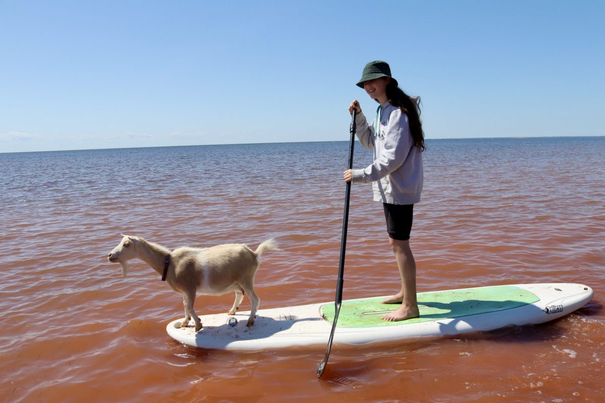 プリンスエドワード島の日帰り旅行：PEIビーチのヤギ、写真：Helen Earley