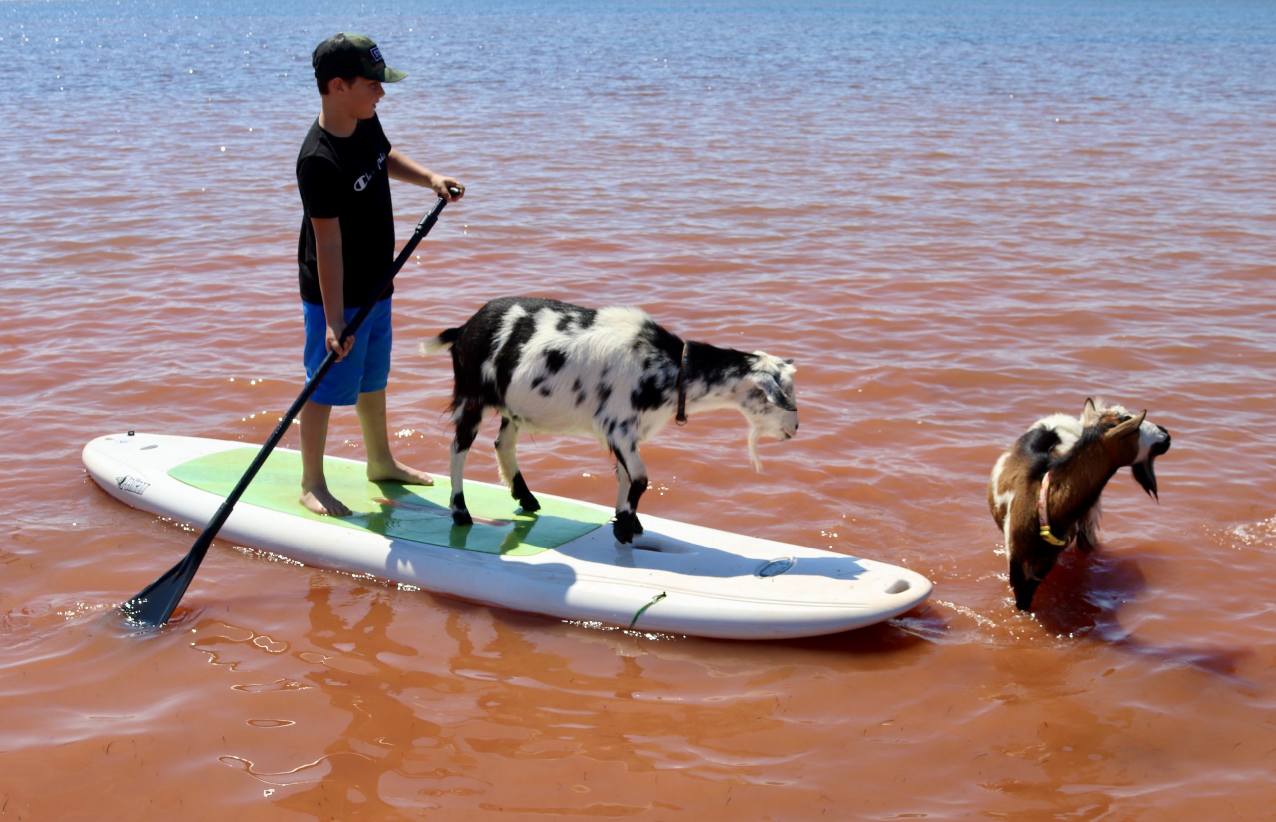 Strandziegen auf einem Stand Up Paddleboard