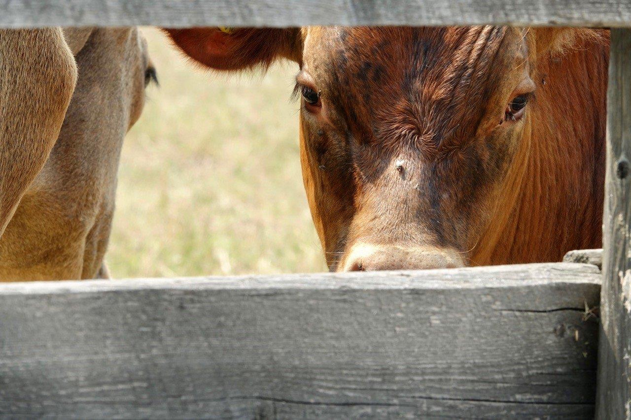 Bar U Ranch has farmyard animals to visit - Photo Carol Patterson