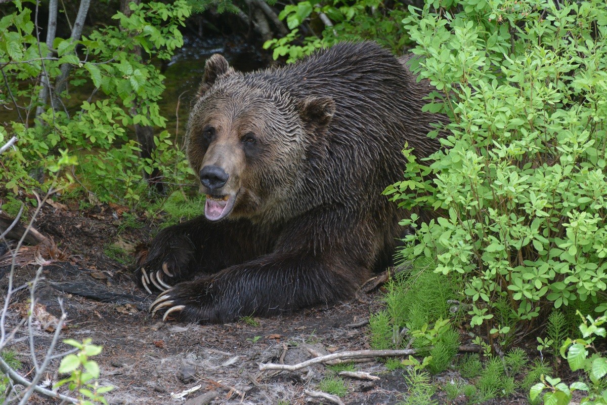 Boo der goldene Bär Boo ist bereit für seine Nahaufnahme. Aber nicht zu nah... Foto Joanne Elves