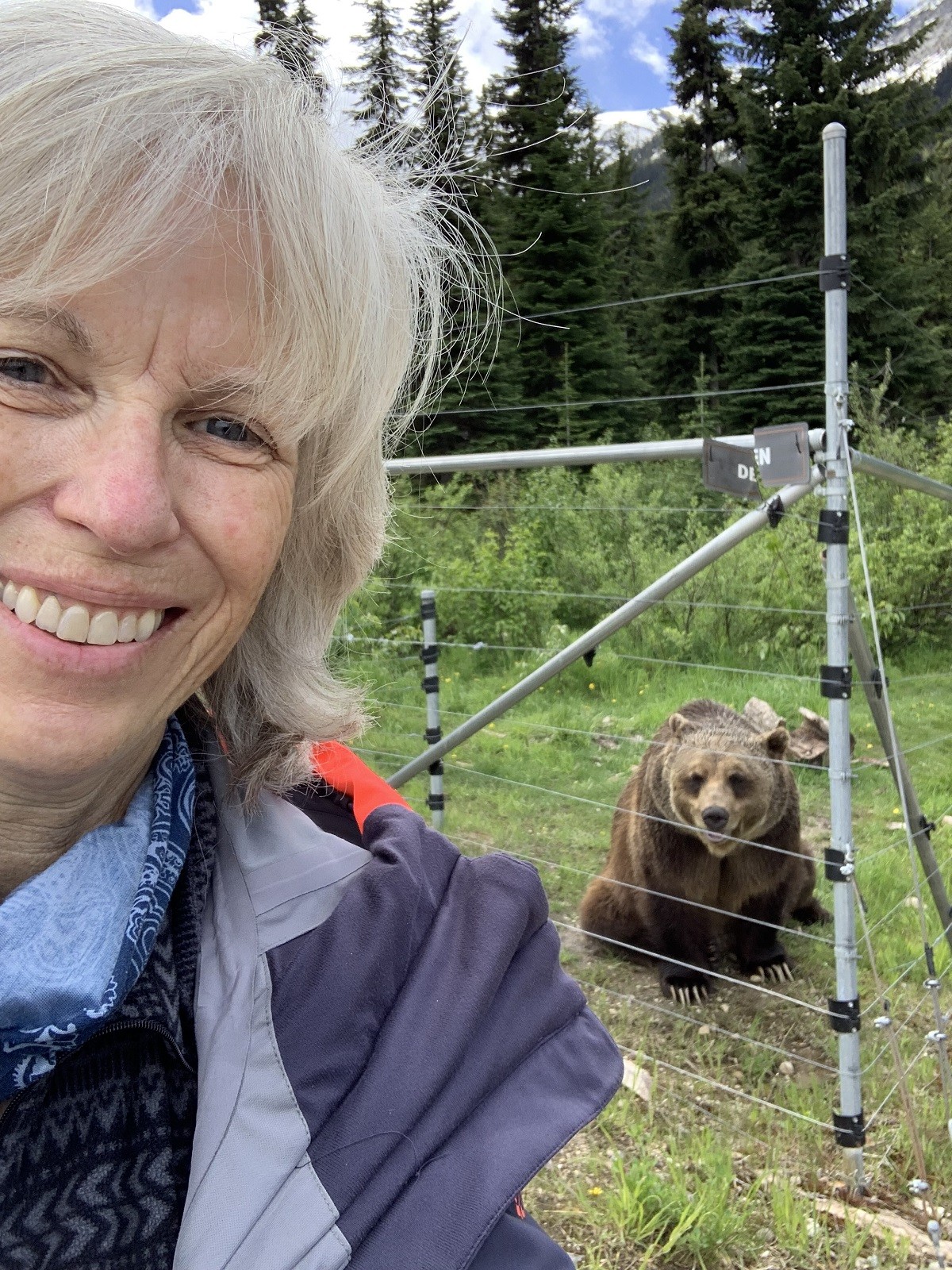 Boo l'ours d'or C'est aussi proche que je suis arrivé à Boo. Les rangers ne se rapprochent pas non plus. Photo Joanne Elfes