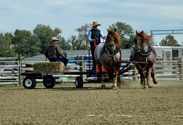 Konkurrenten beim Chore Horse Competition lassen es einfach aussehen (aber es ist nicht!) – Foto Carol Patterson