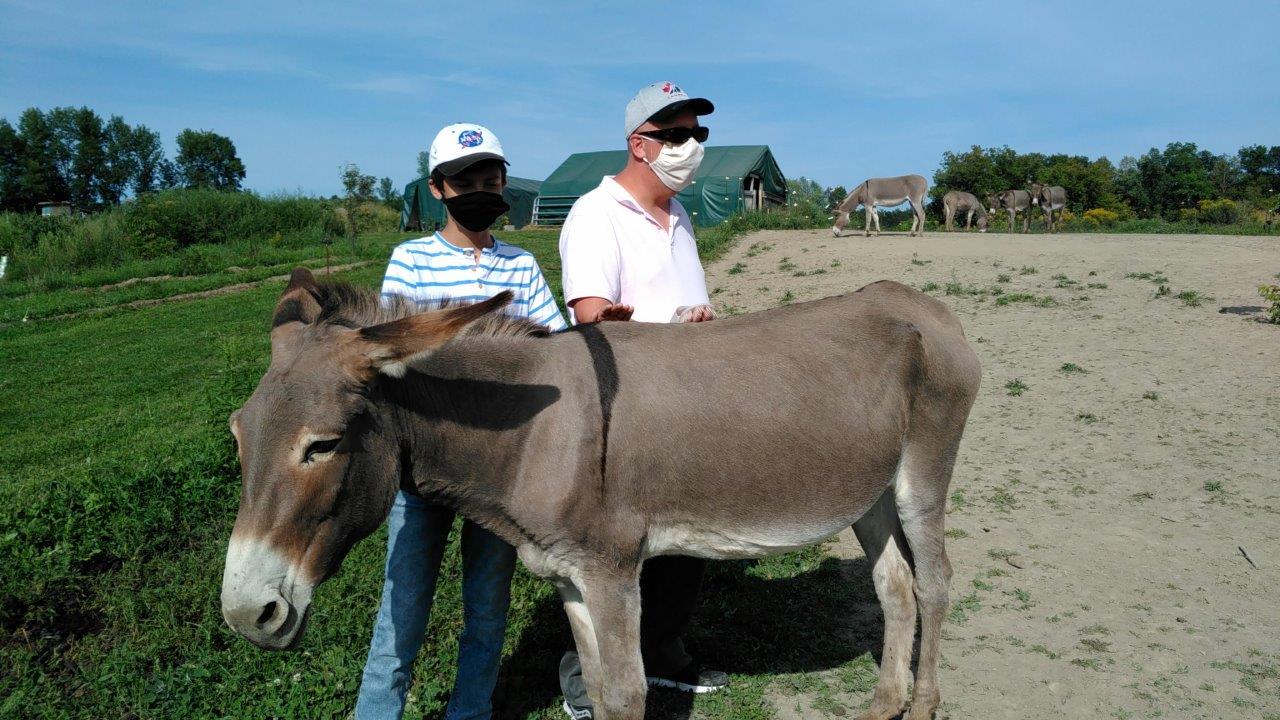 Gananoque - Berry Homestead Donkeys - Photo Stephen Johnson