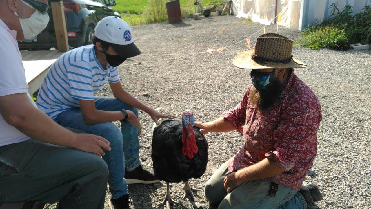 Gananoque - Turkeys at Berry Homestea - Photo Stephen Johnson