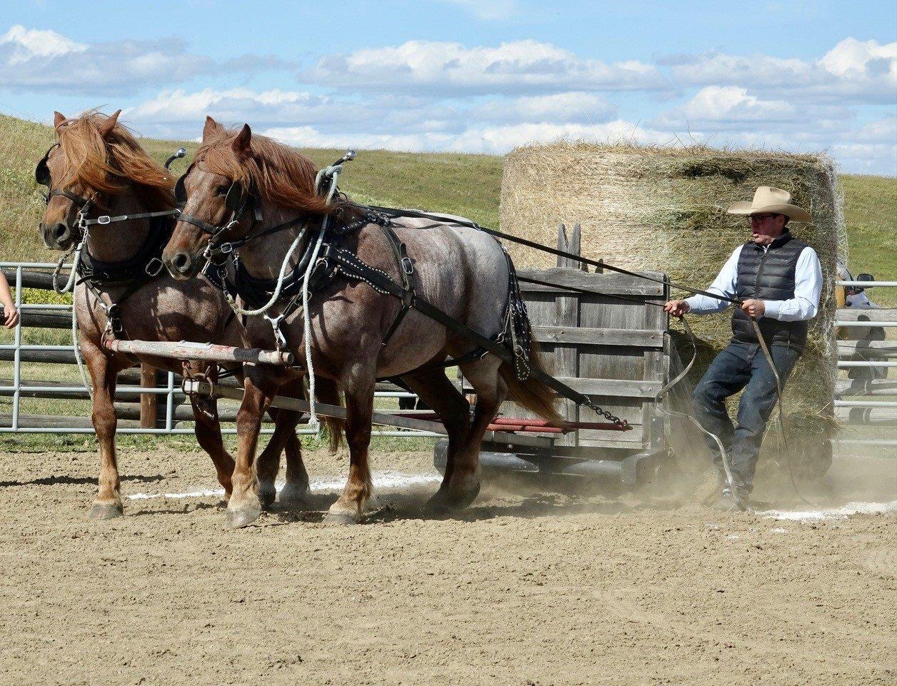 Teamster Geoff Hoar urges Maude and Molly to pull a heavy load - Photo Carol Patterson