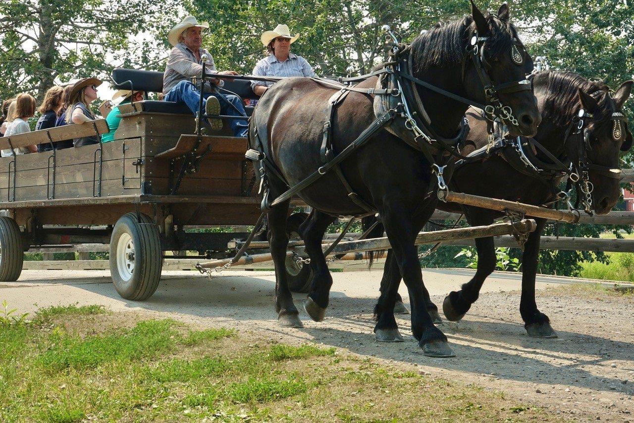 Les visiteurs peuvent faire une promenade en chariot avec les chevaux lourds du ranch - Photo Carol Patterson