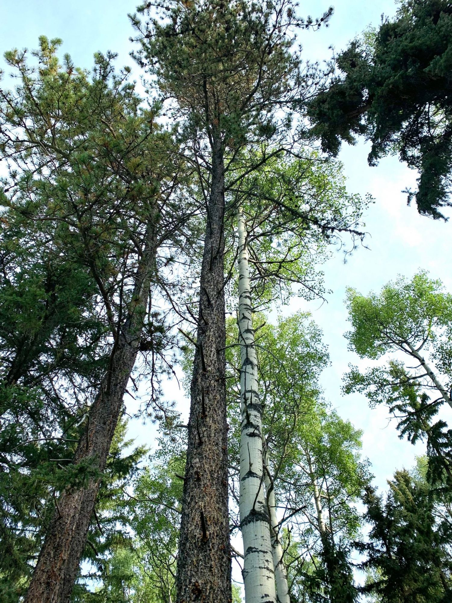 彩绘勇士 Bimose 森林步道 - 白杨树的树皮朝南 摄影：Robyn Louie