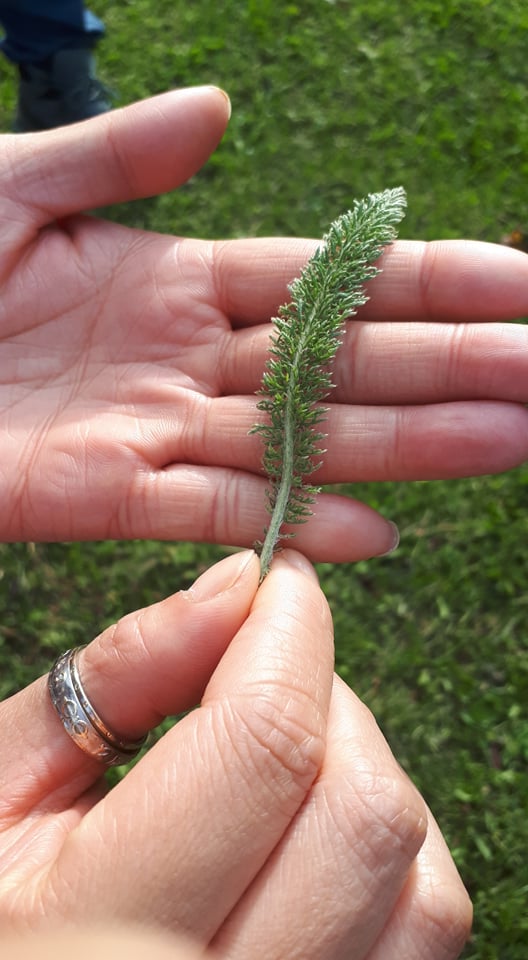 Painted Warriors Bimose Forest Walk - a yarrow leaf, photo by Sylvia Louie