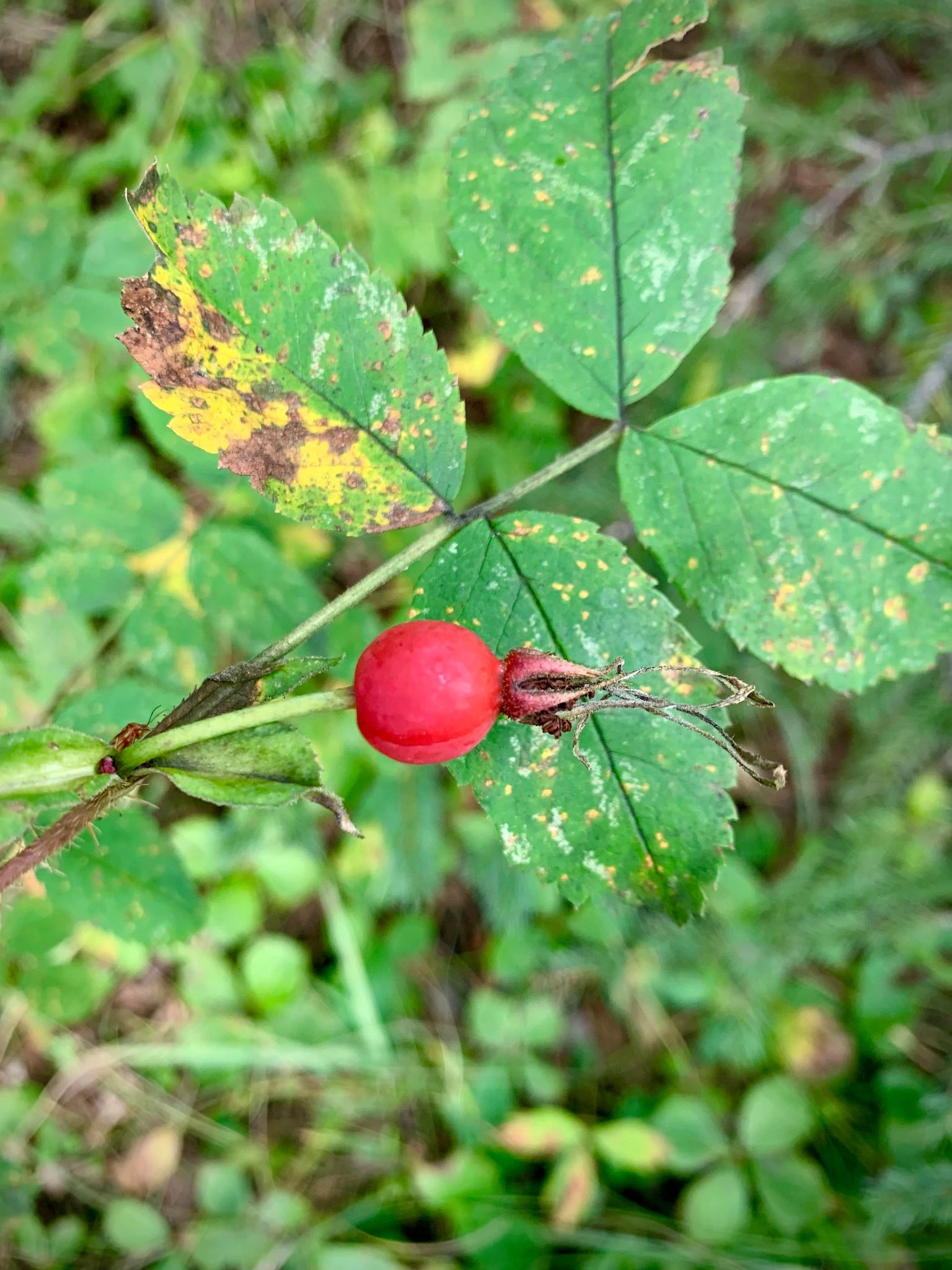 Painted Warriors Bimose Forest Walk - rose hips, the fruit of the wild rose, Alberta's provincial flower - Photo Robyn Louie