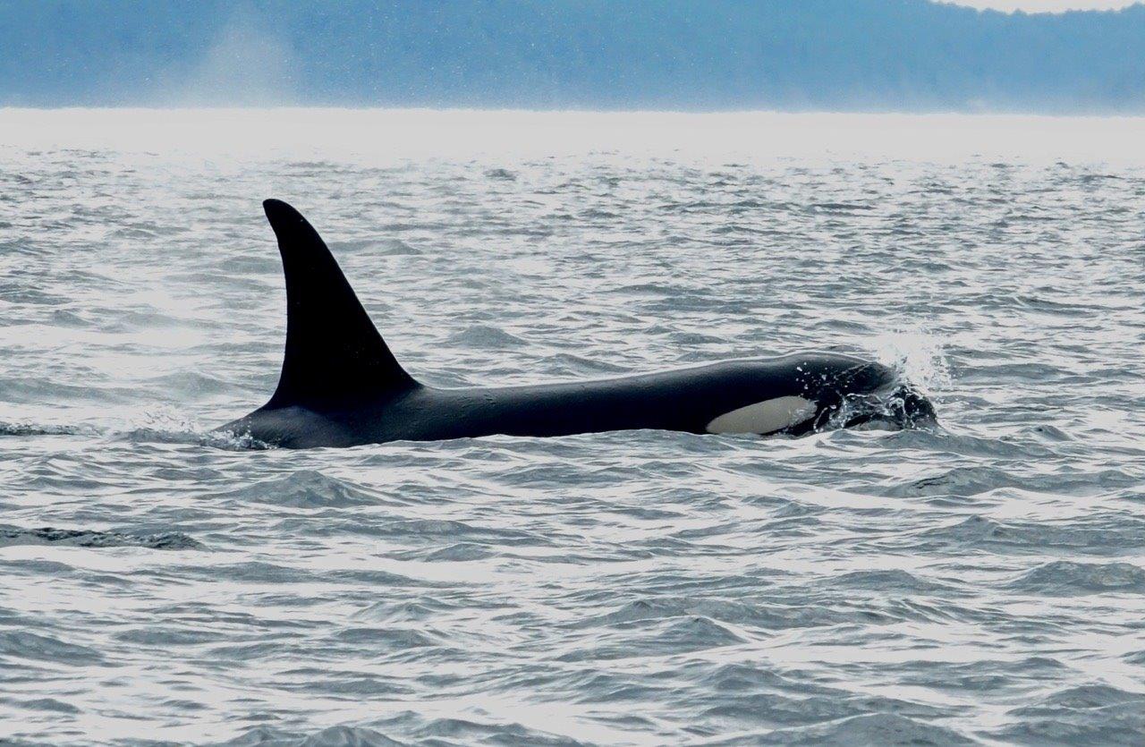 Biggs Orca Whale - Photo Carol Patterson