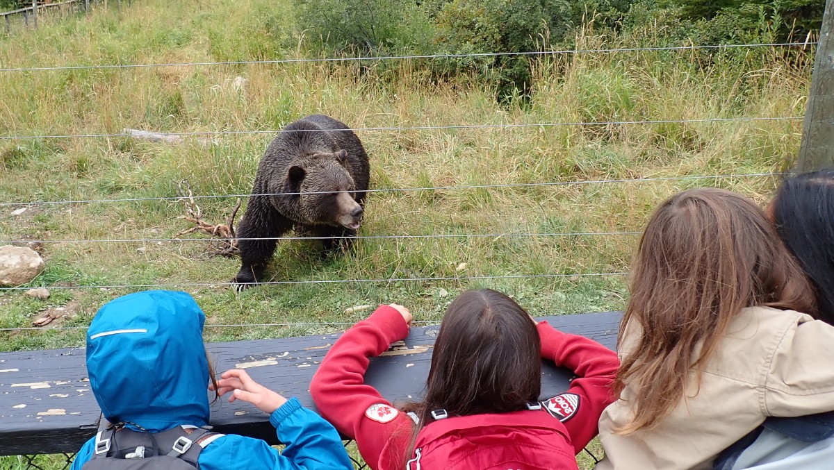 Você não costuma estar tão perto de um urso pardo. Foto Jeremy Smith