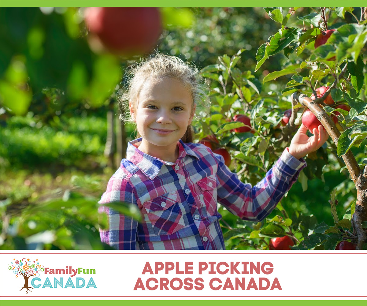 Apple Picking