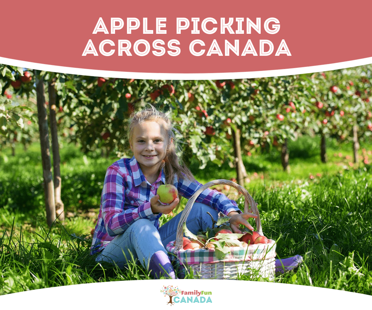 A girl sitting in an orchard with a basket of apples